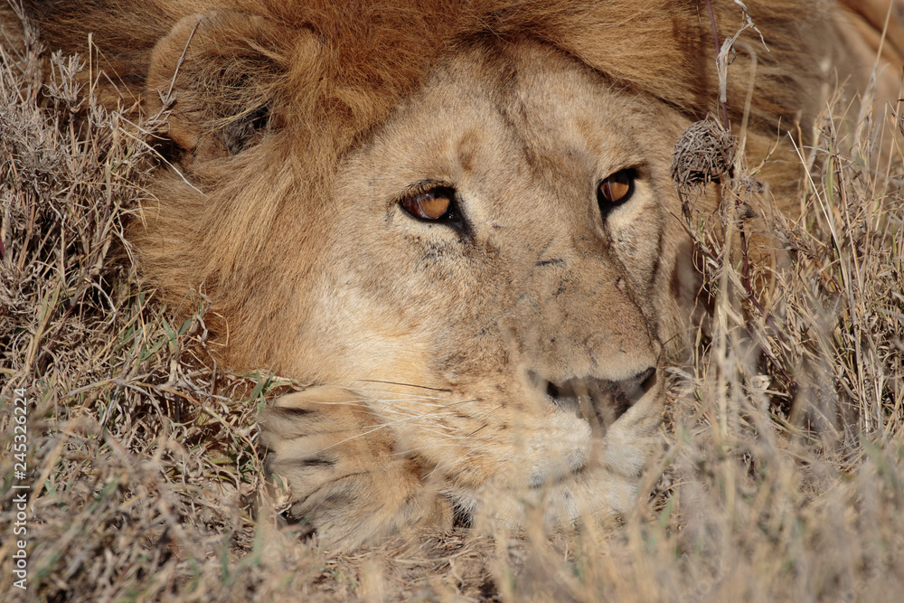 Fototapeta premium Serengeti