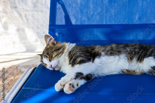 Pretty cute cat sleeping on blue chair getting rest