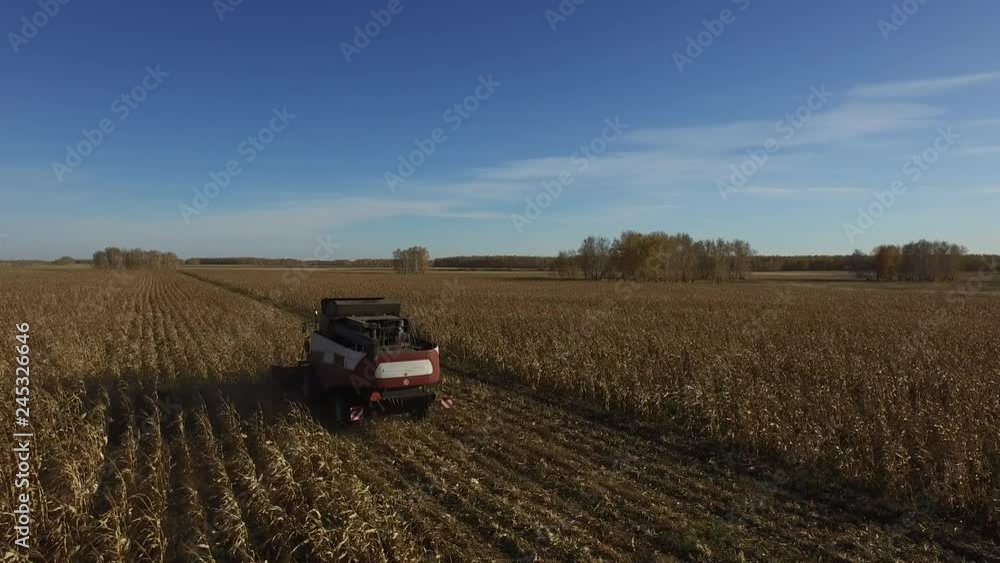 Industrial agricultural harvesting rural scene. Golden corn field, combine reap ripe kernels and cut stems, at background sunny blue skyline. Farmland industry, seasonal yield, working harvester Industrial agricultural harvesting rural scene. Golden corn field, combine reap ripe kernels and cut stems, at background sunny blue skyline. Farmland industry, seasonal yield, working harvester