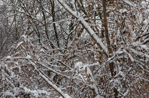the branches of the tree are covered with the first fluffy snow that just dropped out. Background, wallpaper