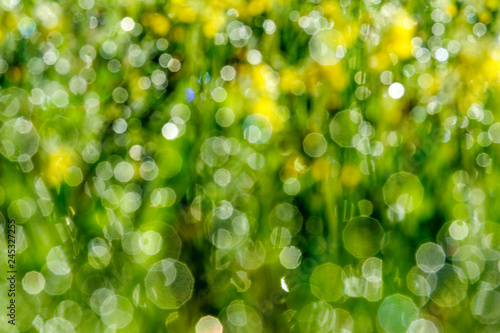 Bokeh green refreshing nature background. Blured water drops in the grass for background.