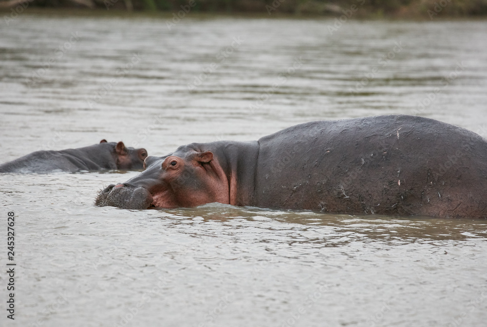 Fototapeta premium Hippo pool, Africa Ngorongoro , Safari 