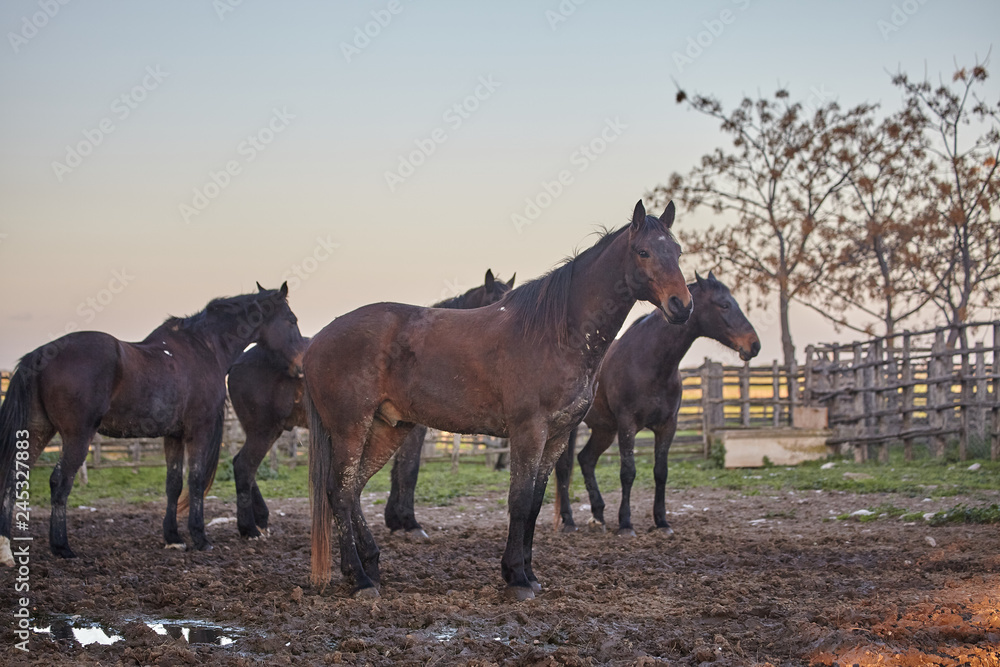 Horses in the field, Maremana Breed , Tuscany Horses in the field, Maremana Breed , Tuscany