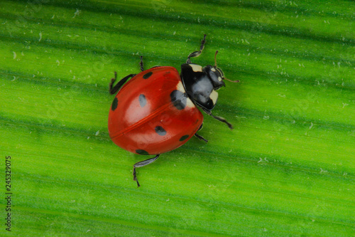 red ladybird on green leaf background photo