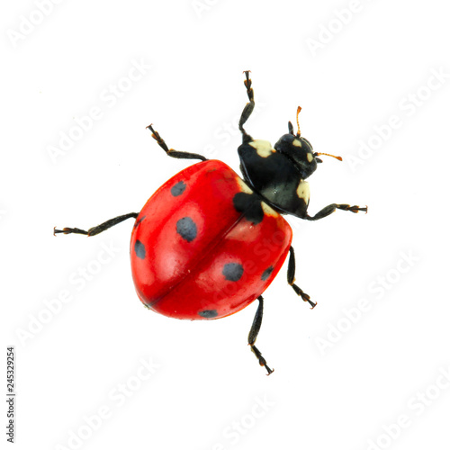 red ladybird isolated on white background © lewal2010