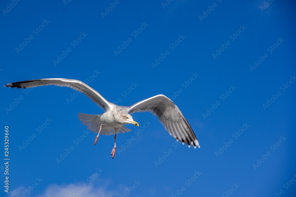 Obraz premium Front view of one seaqull flaying. Bluie sky background.
