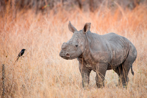 A rhino calf, Ceratotherium simum, stands in brown dry grass and looks at a fork-tailed drongo, Dicrurus adsimilis. photo