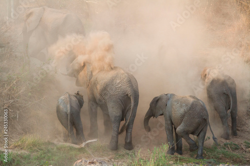 An elephant herd, Loxodonta africana, have a dust bath, sand on their backs, trunks in the air, dusty air. photo