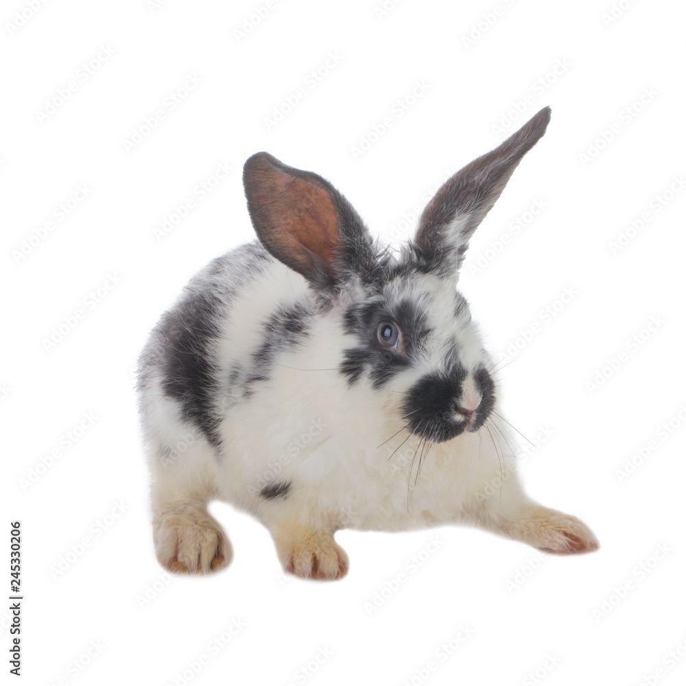 black and white rabbit isolated on white background