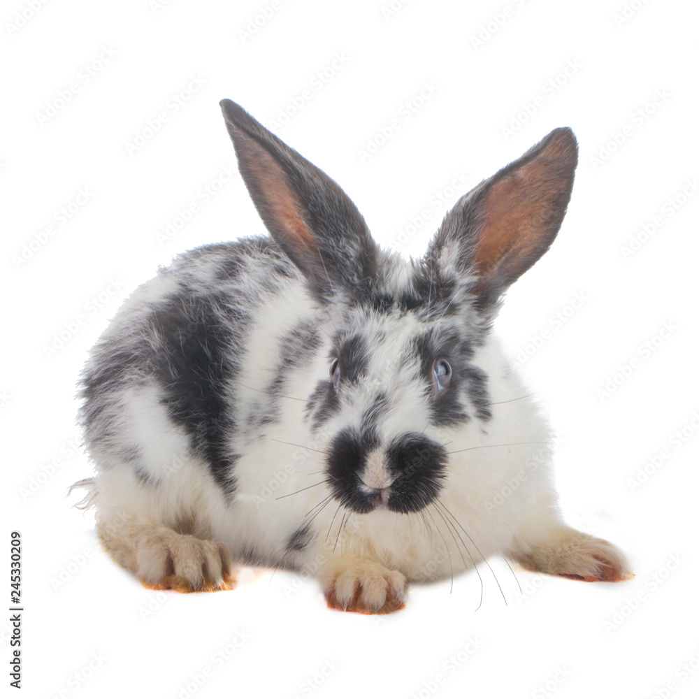 black and white rabbit isolated on white background black and white rabbit isolated on white background