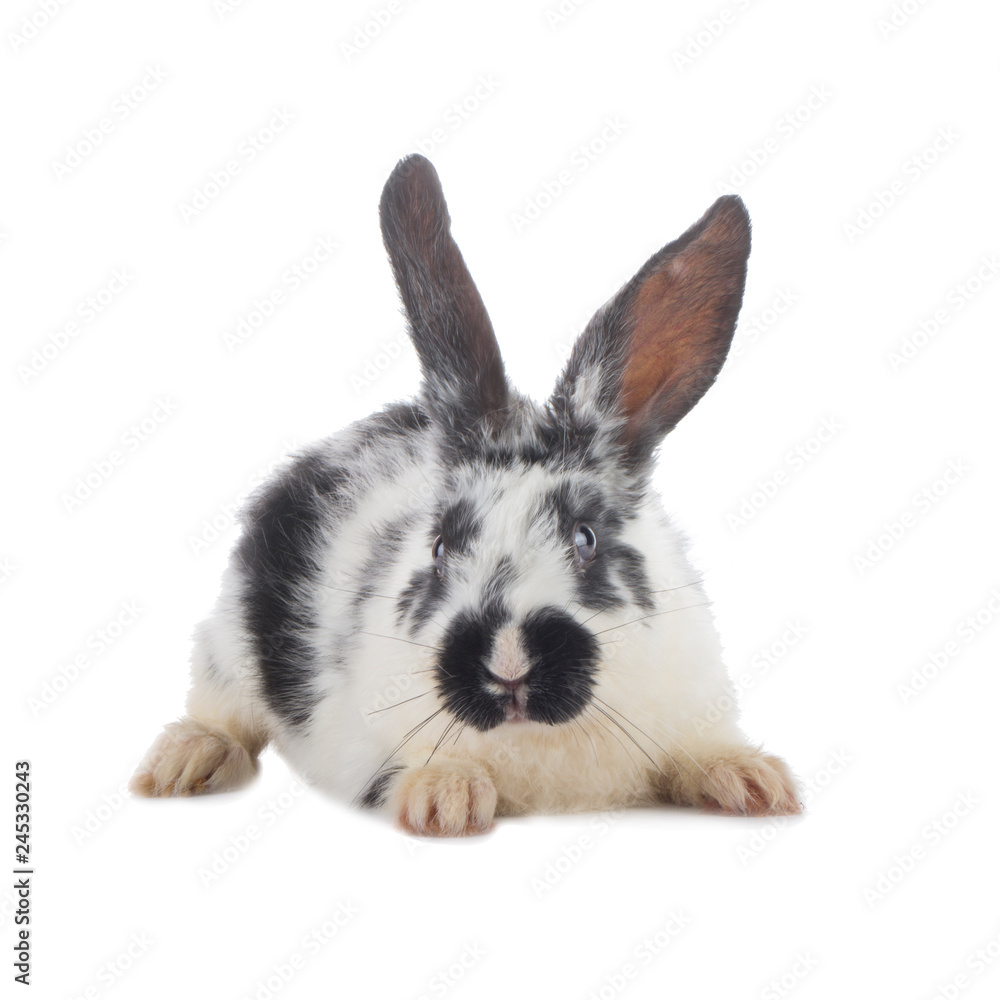 black and white rabbit isolated on white background black and white rabbit isolated on white background