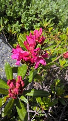 Bee on a rhododendron flower mountain 2   Abeille butinant un rhododendron de montagne 2