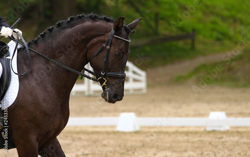 Dressage horse (pony) with rider in the test, close-up, goes on the reins, bridle with locking strap..