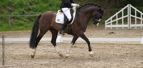 Dressage horse (pony) with rider in the dressage quadrilateral, in the gait trot, in the limbo phase..