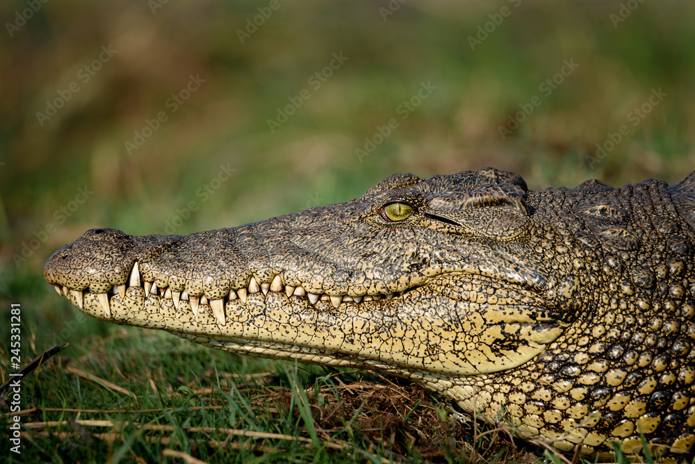 Nahaufnahme Gesicht Nil Krokodil in Botswana Nahaufnahme Gesicht Nil Krokodil in Botswana