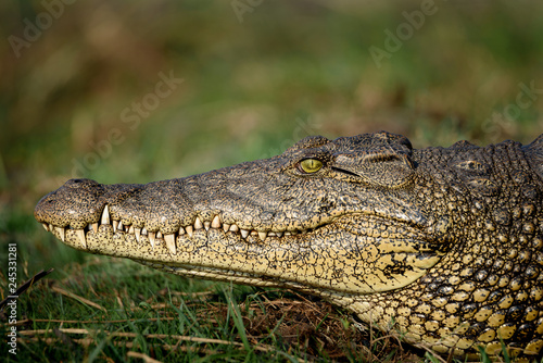 Nahaufnahme Gesicht Nil Krokodil in Botswana