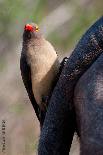 A red-billed oxpecker, Buphagus erythrorhynchus, perches vertically on the tail of a buffalo, Syncerus caffer, direct gaze photo