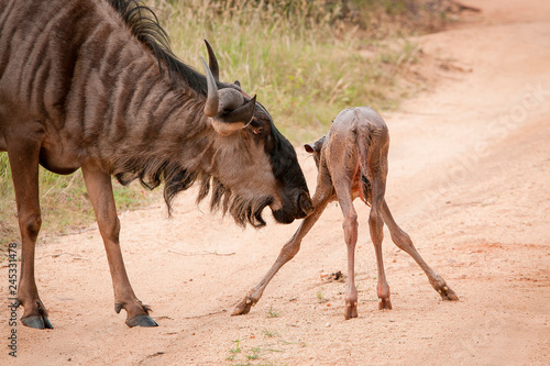 A mother wildebeest, Connochaetes taurinus, sniffs her newly born calf with spred legs on a sandy road photo