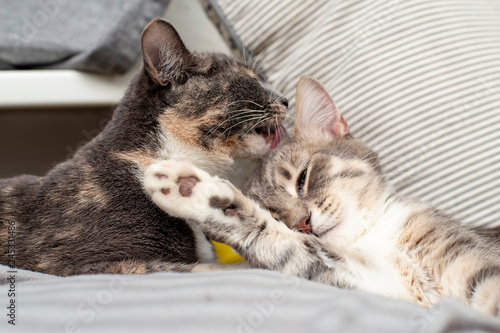 Love and friendship of pets. The cat licks the grown-up kitten on the head, and he relaxes in comfort lying on a soft pillow. Close-up.