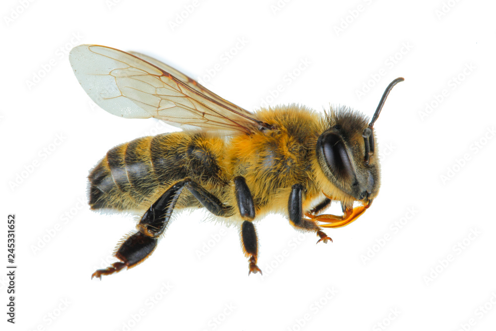 bee isolated on white background bee isolated on white background