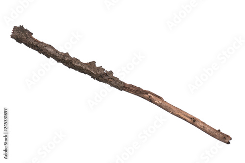 Single dry tree branch, isolated on white background. Stick tree branch from nature for design.