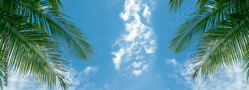 branches of palms on blue sky background banner
