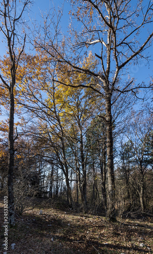 Wallpaper Mural trees in an autumn forest Torontodigital.ca