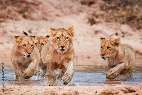 Lion cubs running through shallow water photo