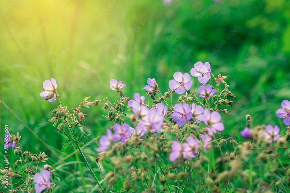 Little purple flowers of wild geranium lost among dense green grass Little purple flowers of wild geranium lost among dense green grass