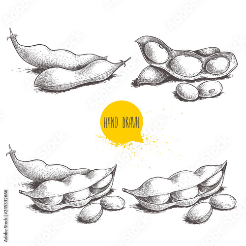 Hand drawn sketch style edamame green beans sketches set. Vegan and vegetarian food. Fresh farm market product. Vector illustrations isolated on white background. photo