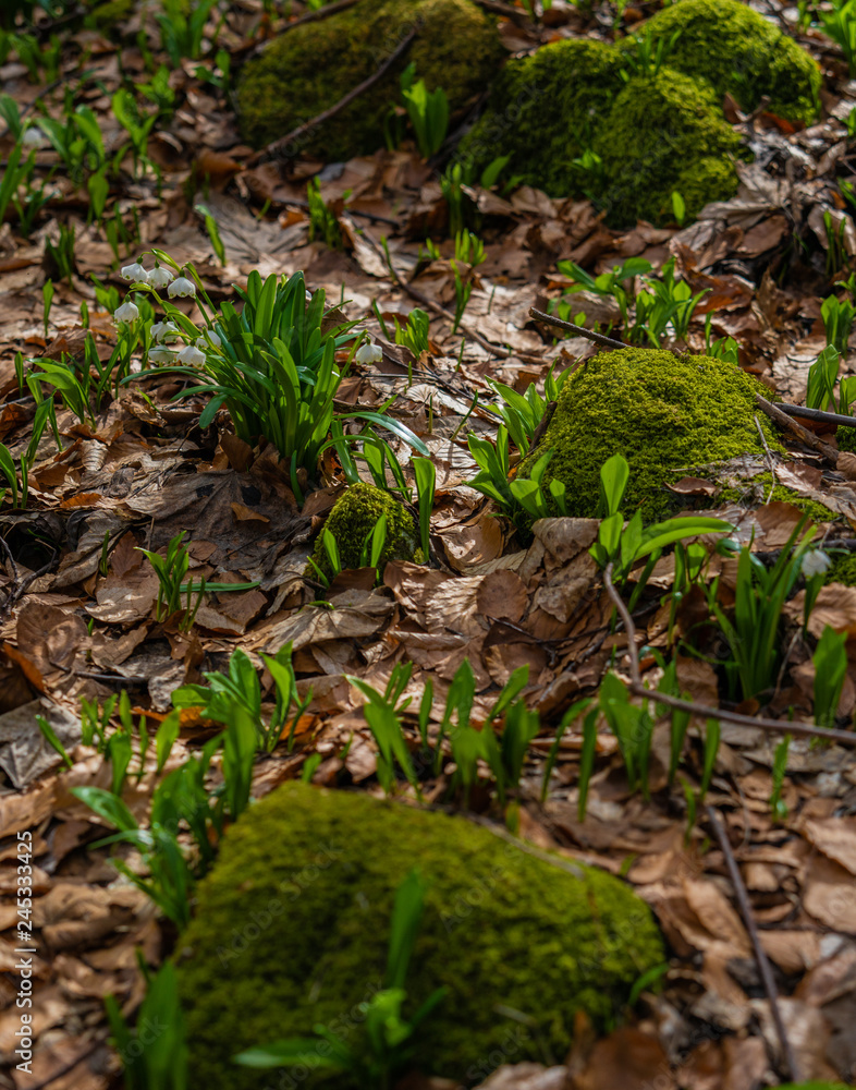 Fototapeta premium spring flowers