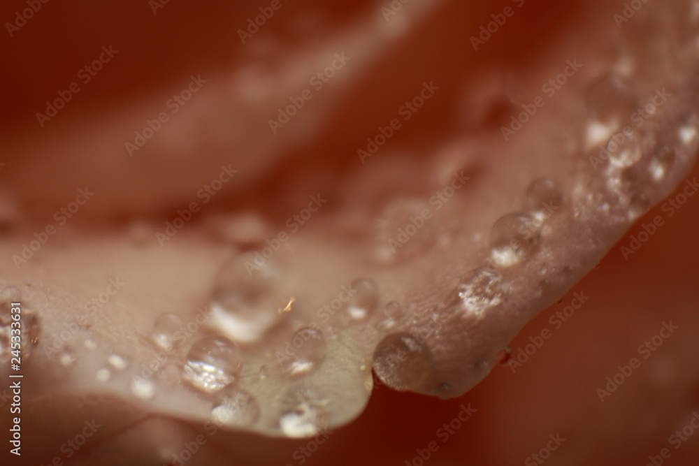 dew drops on rose dew drops on rose