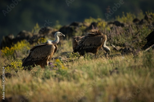 Gyps fulvus. The wild nature of Bulgaria. Free nature. A beautiful picture of nature. Rhodopes. Big bird. Mountains in Bulgaria. European wildlife.