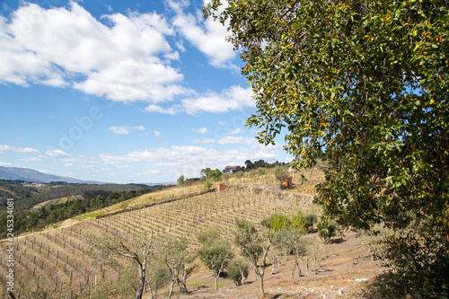 Vineyards in north of Portugal, Douro Region