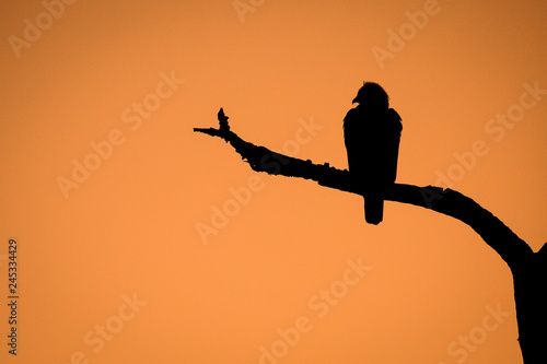 The silhouette of a Wahlberg's eagle, Hieraaetus wahlergi, perched on a tree branch against brown organge sky photo