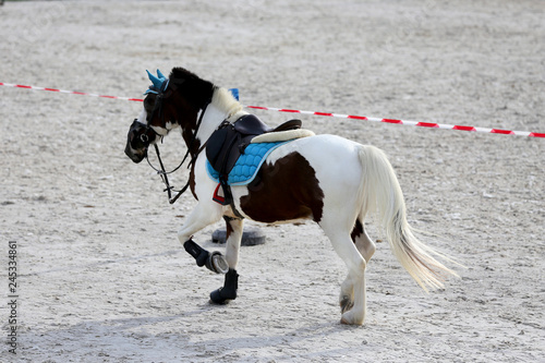 Beautiful sport horse running alone on show jumping competition without riders
