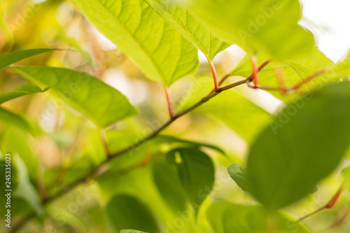 green leaves of tree