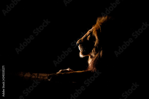 The side profile of a male lion lying down, Panthera leo, at night, lit up by spotlight, looking away