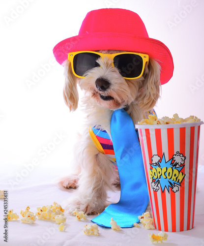 party dog with sunglasses © Natallia Vintsik