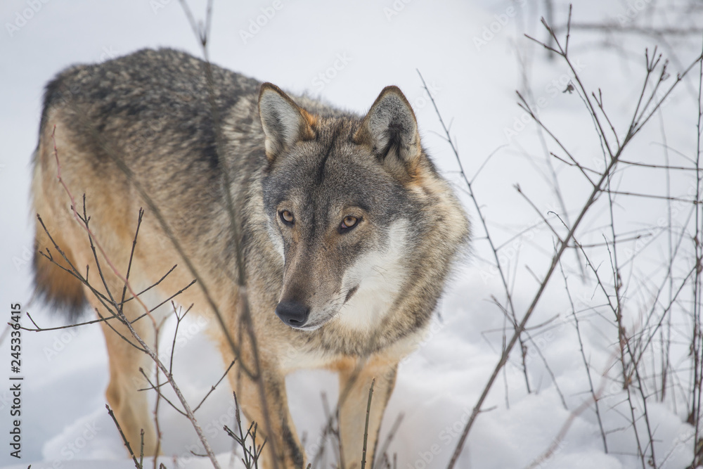 Obraz premium parco nazionale d'abruzzo