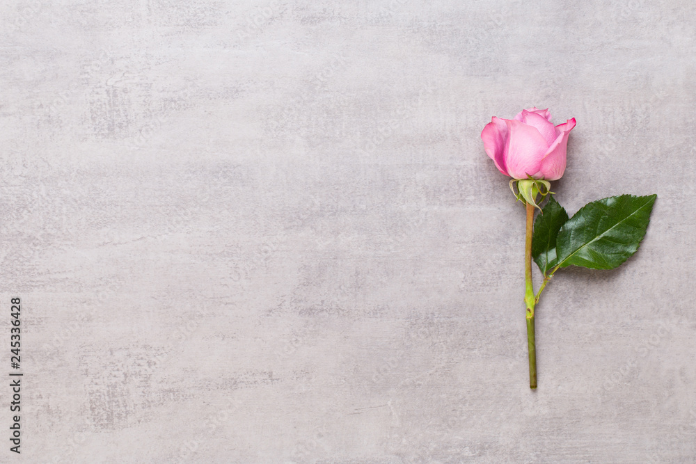 Flowers valentine day composition. Frame made of pink rose on gray background. Flat lay, top view, copy space. Flowers valentine day composition. Frame made of pink rose on gray background. Flat lay, top view, copy space.