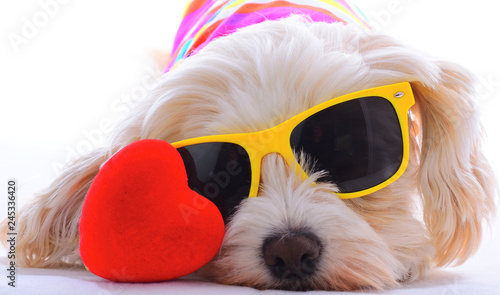 party dog with heart photo