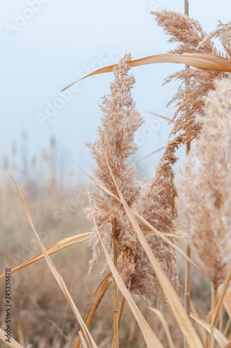 Reeds yellow and dry in the mist of an autumn day
