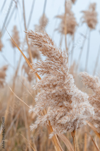 Reeds yellow and dry in the mist of an autumn day
