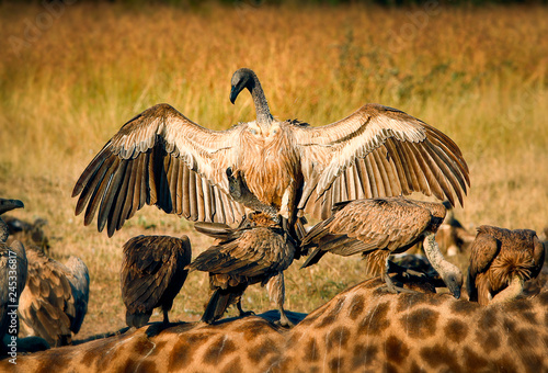 A white-backed vulture, Gyps africanus, opens up its wings and lands on another vulture, which stands on a giraffe carcass, Giraffa camelopardalis photo