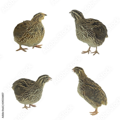set of quails isolated on white background