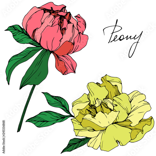 Vector Pink and yellow peony floral botanical flower. Engraved ink art. Isolated peony illustration element. photo