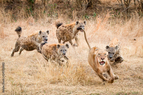 Spotted hyenas chasing lion in Sabi Sands Game Reserve