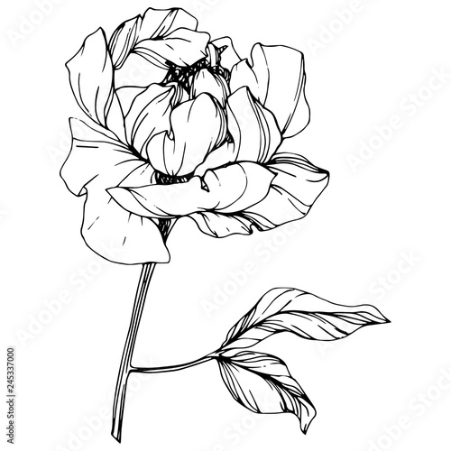 Vector Peony floral botanical flower. Black and white engraved ink art. Isolated peony illustration element. photo