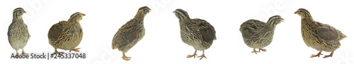 set of quails isolated on white background banner